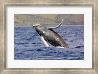 Humpback Whale Leaping Fine Art Print