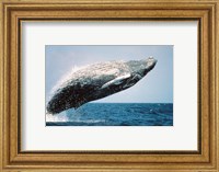 Humpback Whale Breaching Fine Art Print