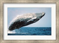 Humpback Whale Breaching Fine Art Print