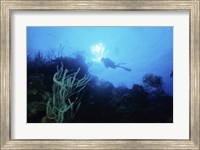 Low angle view of a scuba diver swimming underwater, Belize Fine Art Print