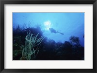 Low angle view of a scuba diver swimming underwater, Belize Fine Art Print