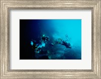 Five scuba divers swimming underwater, Blue Hole, Belize Fine Art Print