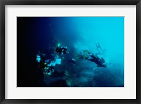 Five scuba divers swimming underwater, Blue Hole, Belize Fine Art Print