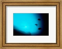Three scuba divers swimming underwater, Blue Hole, Belize Fine Art Print
