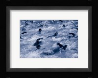 US Navy Swimming Race Fine Art Print