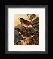Small Woodland Birds III Framed Print
