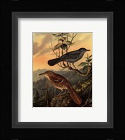 Small Woodland Birds IV Framed Print
