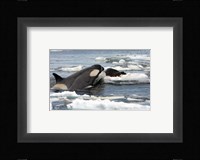 Killer Whale Type B Fine Art Print