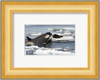 Killer Whale Type B Fine Art Print