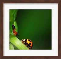 Ladybug and Friend Fine Art Print