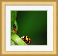 Ladybug and Friend Fine Art Print