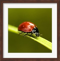 Ladybug On Blade Of Grass Fine Art Print