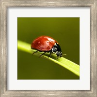 Ladybug On Blade Of Grass Fine Art Print
