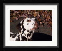 Dalmatian Fine Art Print