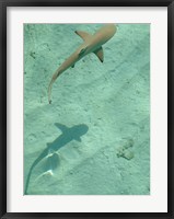 Maldives Blacktip Reef Shark, Carcharhinus Melanopterus Fine Art Print
