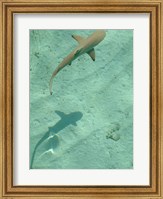 Maldives Blacktip Reef Shark, Carcharhinus Melanopterus Fine Art Print