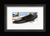 Mustelus Canis Fine Art Print