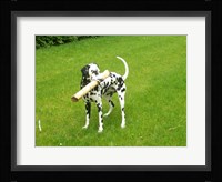 Natsha Fine Art Print