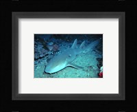 Nurse Shark Fine Art Print