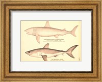 Porbeagle Basking Shark Drawing Fine Art Print