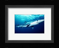 Prionace Glauca Fine Art Print