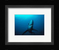 Prionace Glauca Fine Art Print