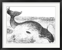 Whalebone Whale Fine Art Print