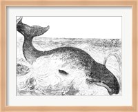Whalebone Whale Fine Art Print