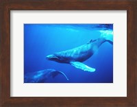 Humpback whales in the singing position Fine Art Print