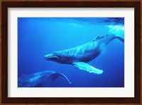 Humpback whales in the singing position Fine Art Print