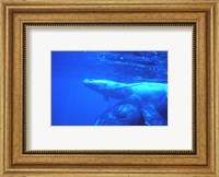 Humpback whale mother and calf Fine Art Print