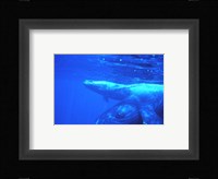 Humpback whale mother and calf Fine Art Print