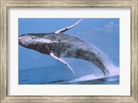 Humpback whale breaching Fine Art Print