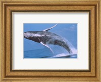 Humpback whale breaching Fine Art Print