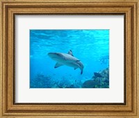 Shark Underwater Fine Art Print