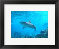 Shark Underwater Fine Art Print