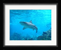 Shark Underwater Fine Art Print