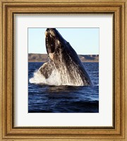 Southern right whale Fine Art Print