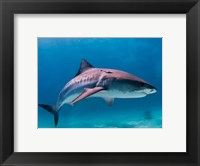 Tiger Shark Fine Art Print