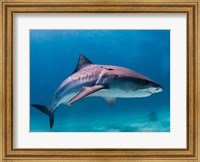 Tiger Shark Fine Art Print