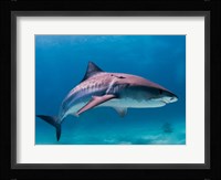 Tiger Shark Fine Art Print