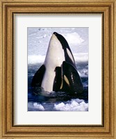 Type C Orcas Fine Art Print