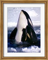 Type C Orcas Fine Art Print