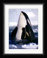 Type C Orcas Fine Art Print