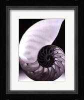 Shell I Fine Art Print