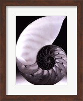 Shell I Fine Art Print