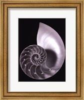 Shell II Fine Art Print