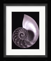 Shell II Fine Art Print