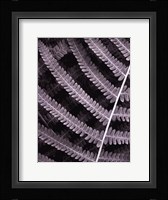 Fern I Fine Art Print