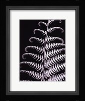 Fern II Fine Art Print